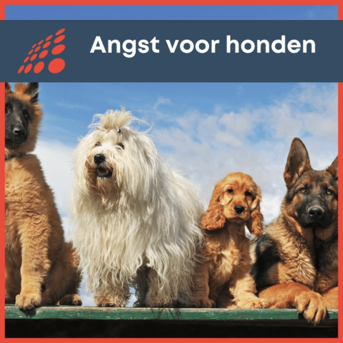 enkele honden op een rij